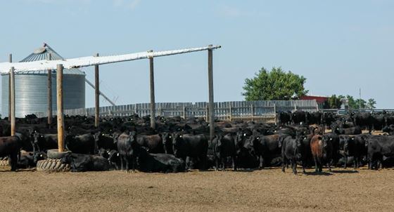 Not All Good Days Are Warm and Sunny---Cattle Will need Shade on Hot Days 