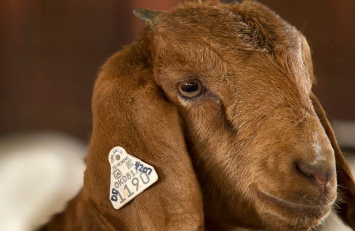 Goats Retained Ownership Take Advantage of Strong Returns in the Market 