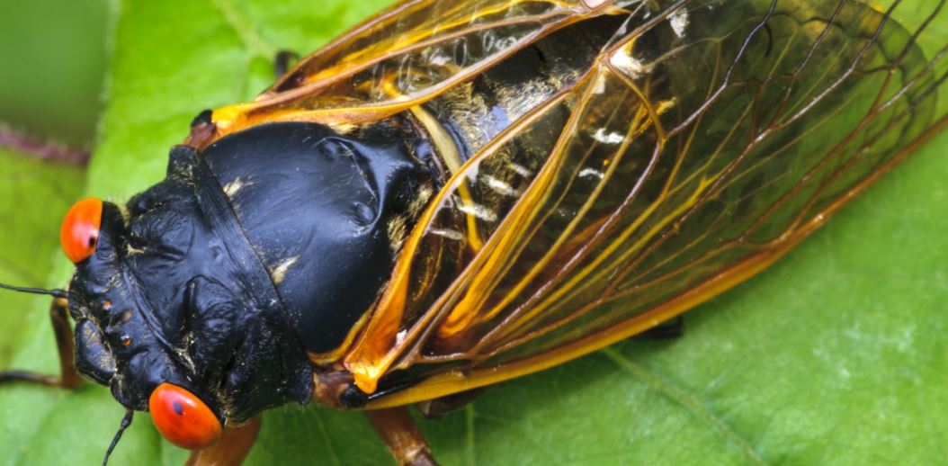 No 17-Year Cicadas For Oklahoma This Summer
