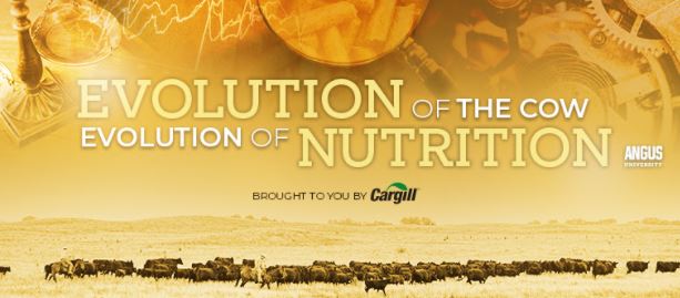 Angus University held the Cargill sponsored webinar, Evolution of the Cow, Evolution of Nutrition.