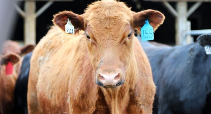 New Cattle Market Bill Aims to Increase Transparency
