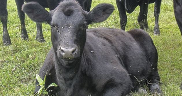 Small Horn Flies Can Be Big Problem For Livestock