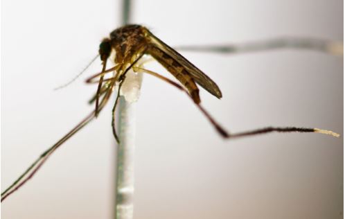 OSU Entomologist Justin Tally On How To Keep Mosquitoes Under Control