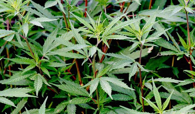 OKFB Shares Medical Marijuana Impacts on Producers