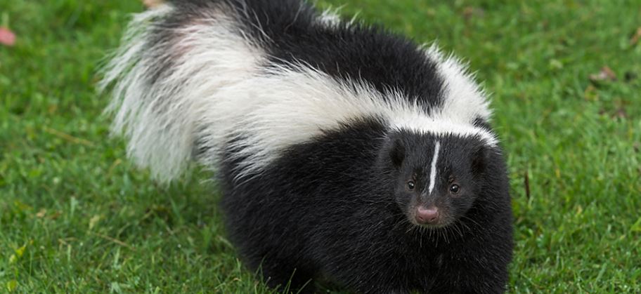 Skunks Can Cause More Than Smelly Problems For Pet Owners