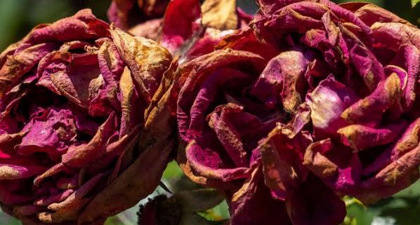 OSU Consumer Horticulturist David Hillock Shares How Deadheading Helps Keep Plants Vigorous