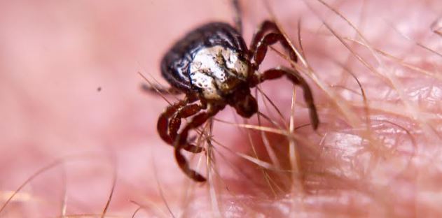 With A Tick-Heavy Year In Our Midst, How To Best Prevent These Pests And Their Dangers