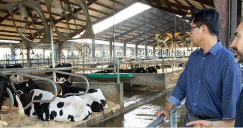 UF/IFAS Researcher Aims to Improve Bacteria Treatments for Cows, Humans