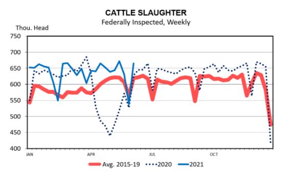 Is the Current Feeder Cattle Market a Pricing Opportunity?--Kenny Burdine Reviews the  Market 