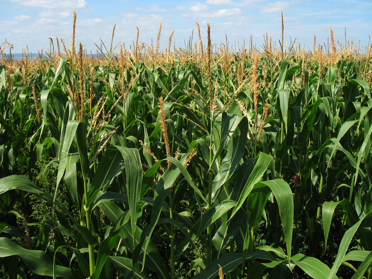 Bullish June 30th Acreage Report from USDA Pushes Corn, Wheat and Soybeans Prices Sharply Higher