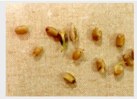 Concerns with Sprouted Wheat in Storage 