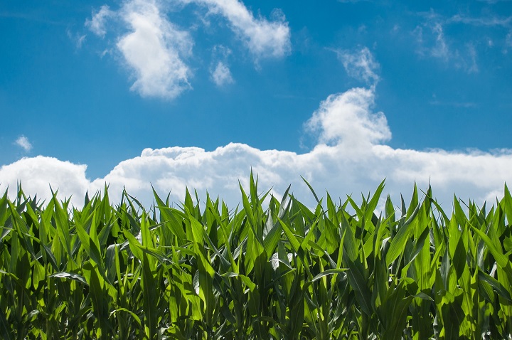 NCERC Submits Two Grant Proposals to BETO, Expanding Use of Corn as an Industrial Feedstock