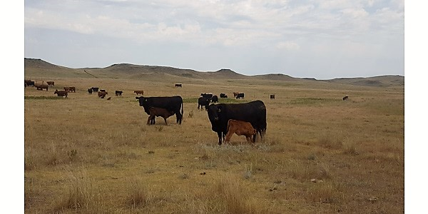 Serious Cow Herd Liquidation Happening in North Dakota Where Drought Blankets the State