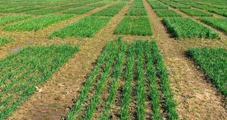 Tougher lines of wheat: Researcher works to develop Cultivars to thrive
