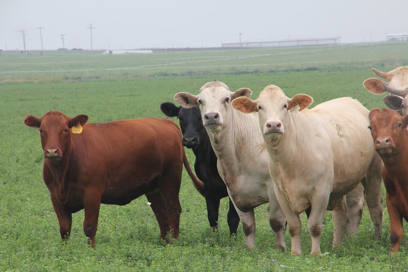 Clues About Tighter Cattle Supplies May Come from Friday USDA Cattle Reports