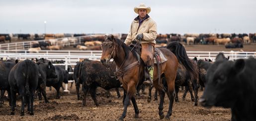 How to Pick a Feedyard--A dozen tips for Finding the right fit for your Cattle, Goals. 