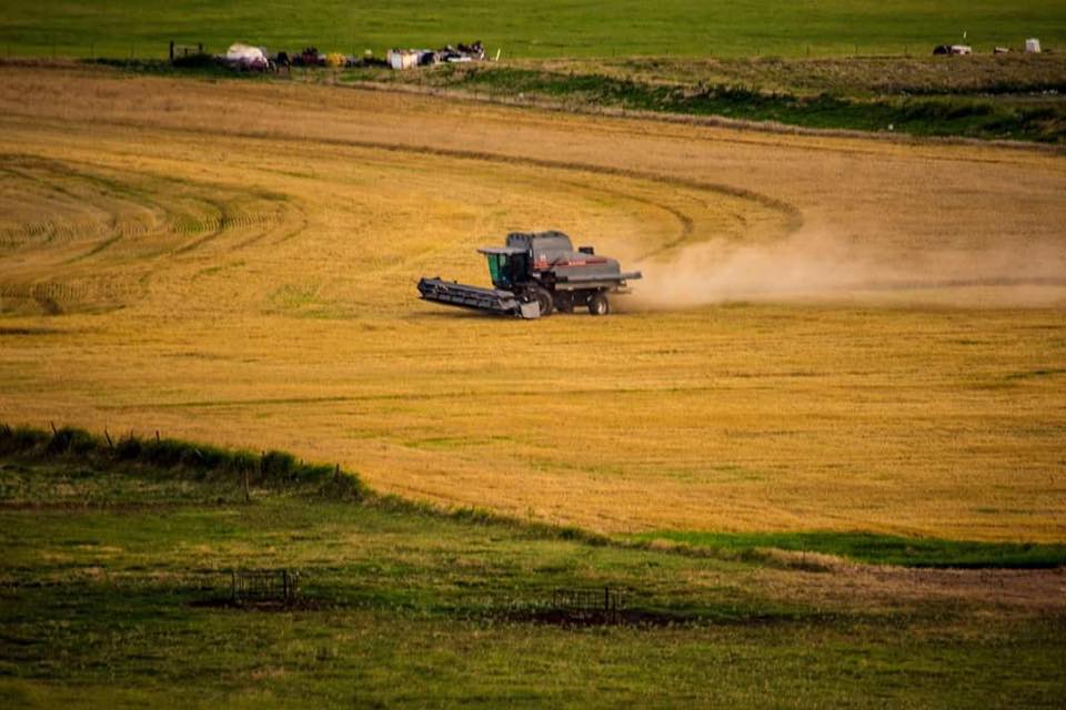 Plains Grains Calls Southern Plains Wheat Harvest 100 Percent Done for 2021