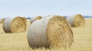 Lower Yields Expected For 2021 Hay Crop 