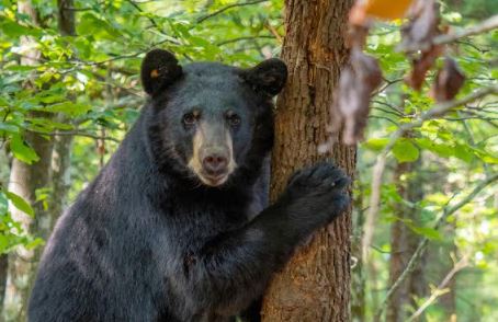 Research Is Finding Solutions For Human/Black Bear Coexistence