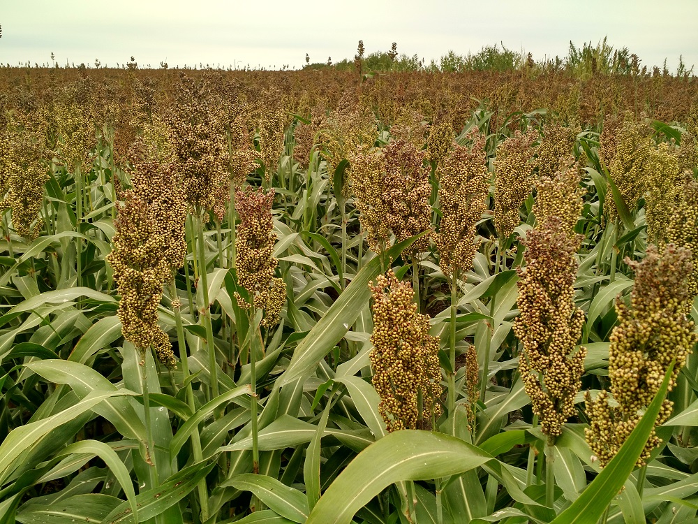 Crop Progress Shows Corn, Sorghum and Cotton Ratings Slipping- Soybean Gaining Versus Last Week