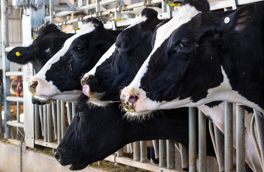 Oklahoma Dairy Cows Are at Risk for Pneumonia
