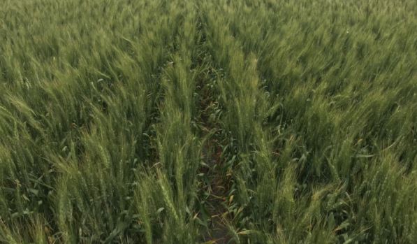 Spring Wheat Tour Observes Variable Conditions, Good Quality