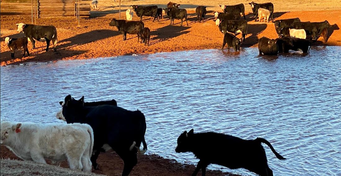 Beef and cattle Trade Rebounds from the Pandemic