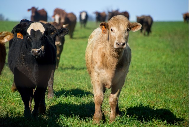 OSU Research Has Potential to Save Cattle Industry Millions