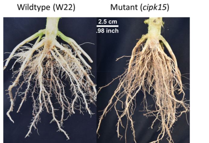Researchers Identify a Gene that regulates the Angle of root Growth in Corn