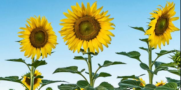 Why Do Sunflowers always Face The East?
