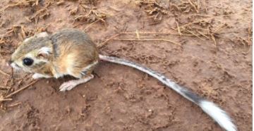 Researcher Awarded Grant to Study Texas Kangaroo Rat Habitat Connectivity, Management
