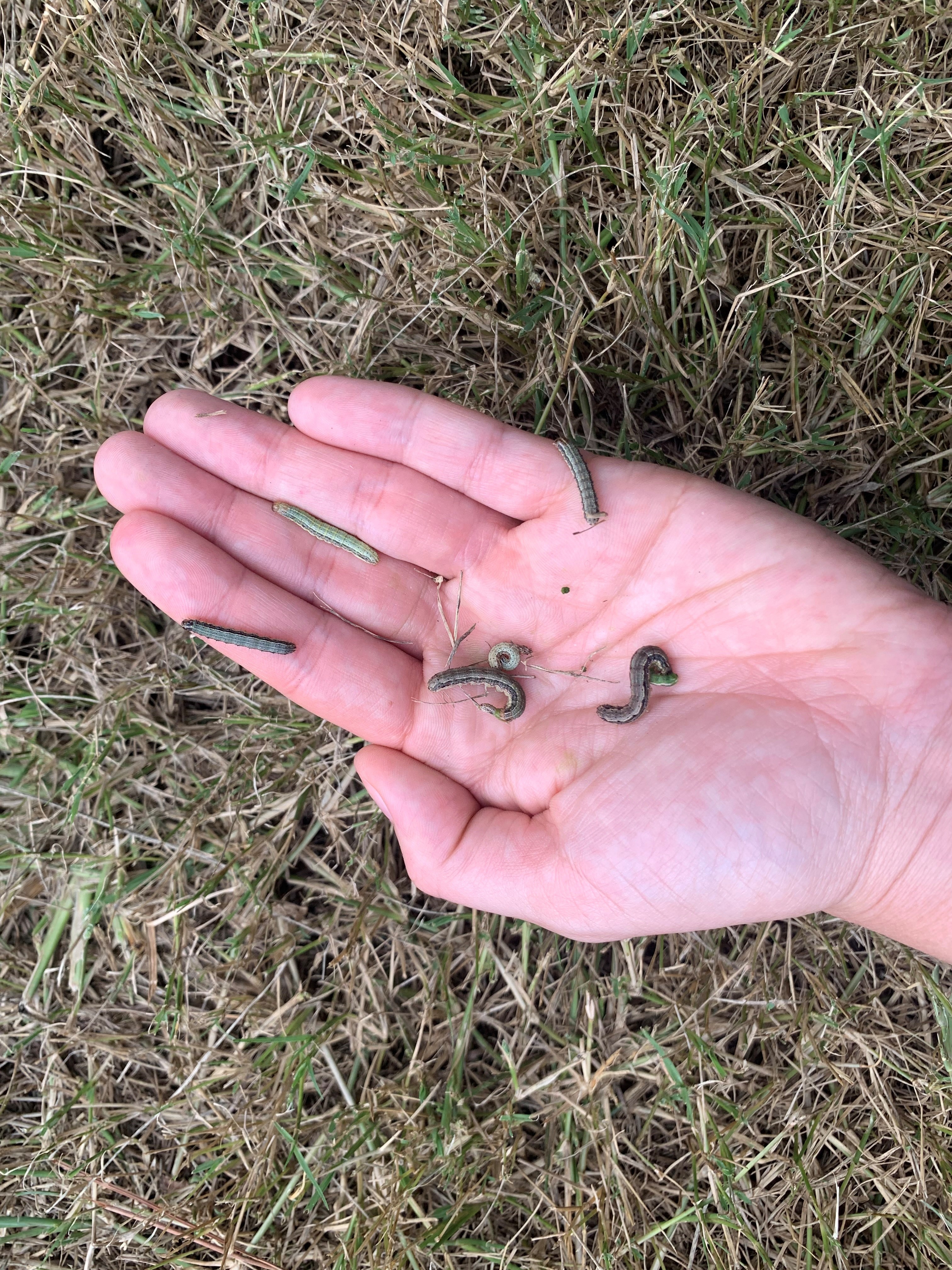 Your Lawn Is Gone? OSU's Tom Royer Helps Explain Oklahoma's Armyworm Infestation