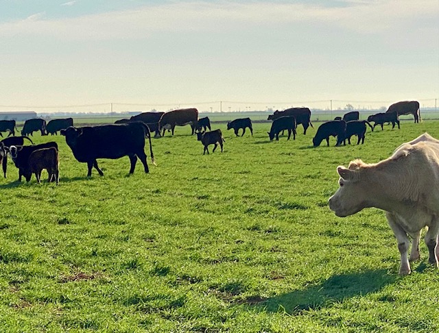 Grazing Cattle Can Reduce Agricultures Carbon Footprint