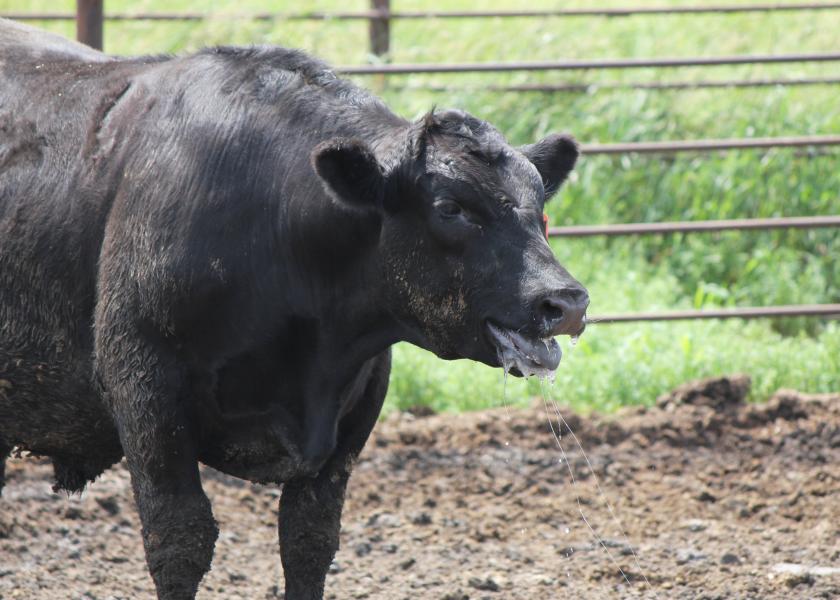 OSU's Barry Whitworth Talks Heat Stress in Cattle