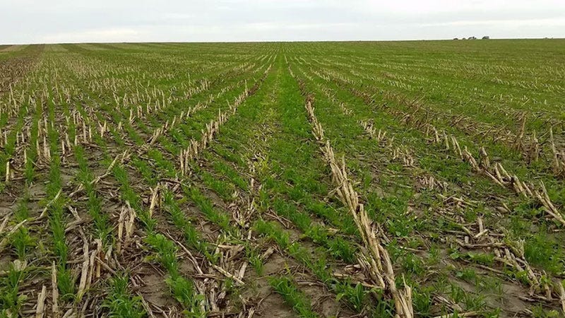 The Benefit of Winter Cover Crops