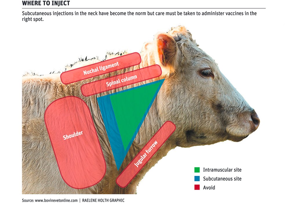 Bob LeValley Offers Beef Quality Assurance Program Injection Site Guidelines