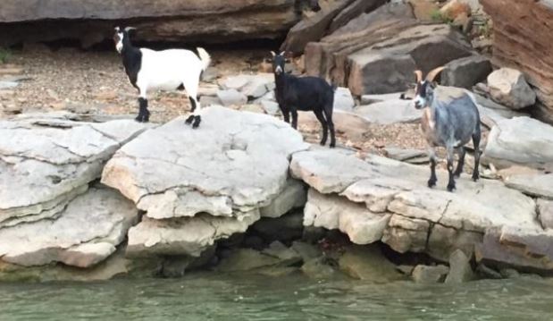 Oklahoma Agritourism---Come See an Island Filled With Goats at Lake Tenkiller!