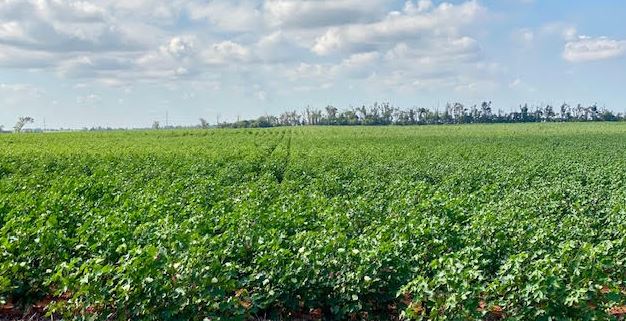 OSU's Seth Byrd Says September Could Make or Break Oklahoma Cotton Crop