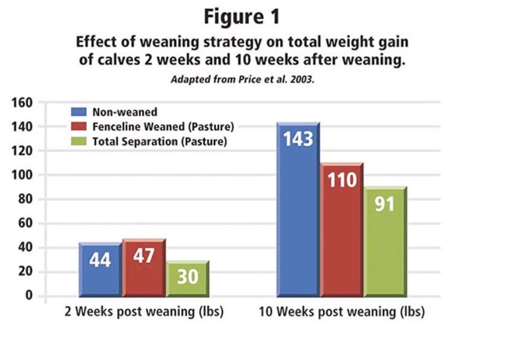 Weaning Management of Beef Calves