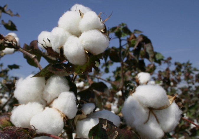 Plexus Cotton Market Report for September 3, 2021