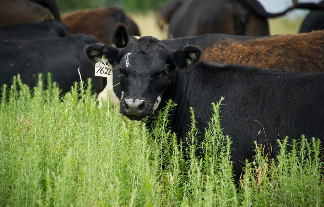 Livestock Nitrate Toxicity Levels Could Rise as Summer Ends