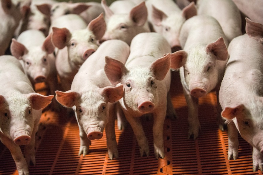 USDA Continues to Prepare for a Potential African Swine Fever Outbreak