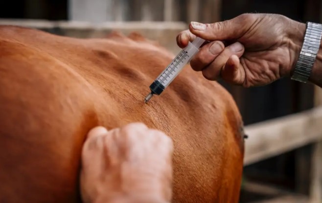 OSU Extension Members Advise on OQBN Vaccination Protocols
