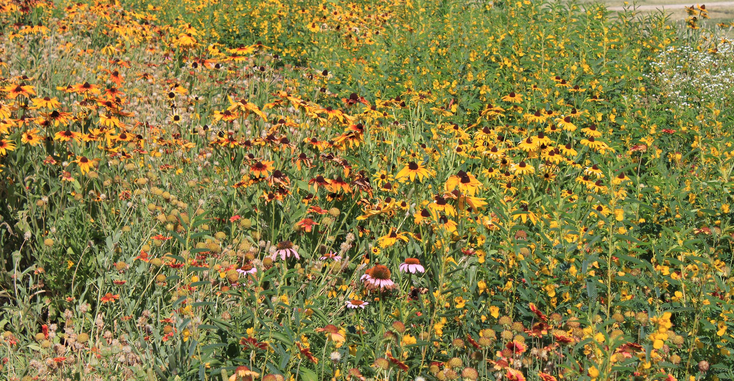 Fall is the Time to Plant Wildflower Gardens