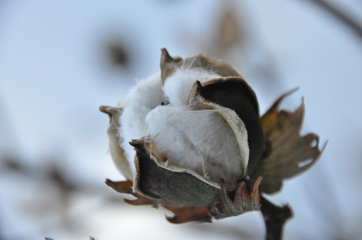 OSU's Seth Byrd Says Cotton Producers Need to Watch for a Speedy Finish to Crop