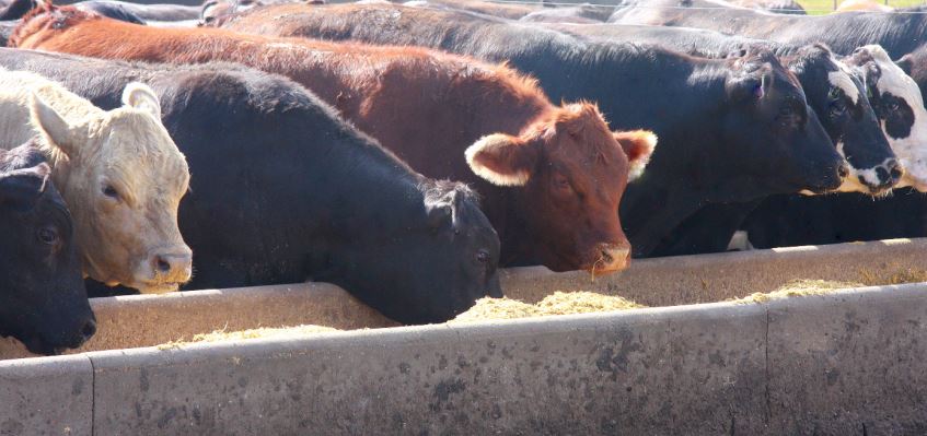 OSU's Derrell Peel Says Fed Cattle Supplies are Tightening, Beginning to Show in Feedlots