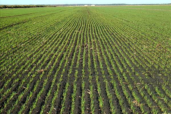 USDA Crop Progress Shows 2022 Oklahoma Wheat Crop 28% Planted
