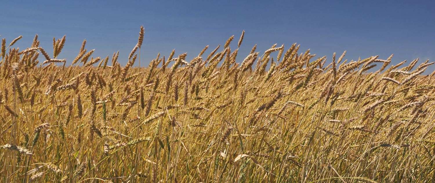 USDA's Quarterly Grain Stocks Report Bearish for Corn and Soybeans, USDA's quarterly report was bearish for soybeans Positive  for Wheat According to Allendale's Rich Nelson 