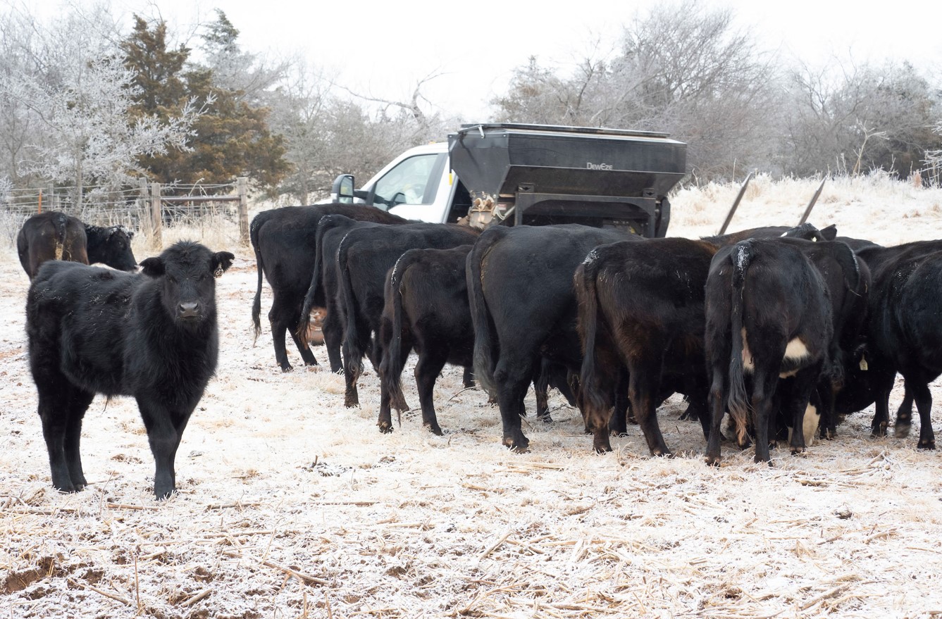 OSU Ranchers Thursday Lunchtime Series Targets Wintertime Beef Cattle Management