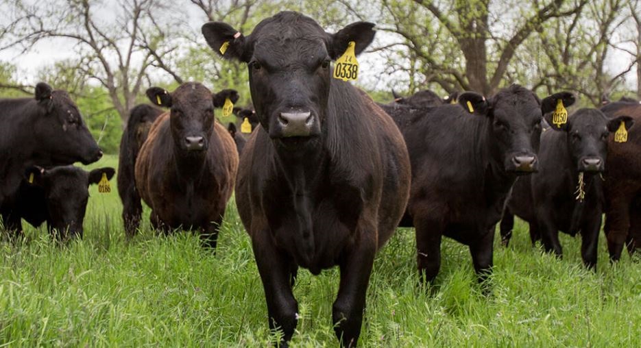 Meat Institute Points to Analysis That Government Interference in Markets Could Cost Cattle Producers Billions  of Dollars